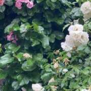 ヒメ日記 2026/03/05 17:06 投稿 神崎　かなの 雫(しずく)