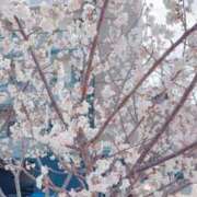 ヒメ日記 2026/03/13 13:53 投稿 すず 熊本ピカソ