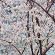 ヒメ日記 2026/04/09 13:33 投稿 すず 熊本ピカソ