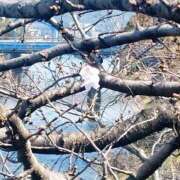 ヒメ日記 2026/03/20 13:20 投稿 まどか 熊本ピカソ