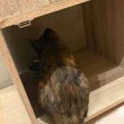 ヒメ日記 2026/03/27 14:14 投稿 いのり 熊本ピカソ