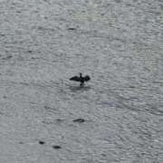 ヒメ日記 2026/04/05 15:53 投稿 いのり 熊本ピカソ