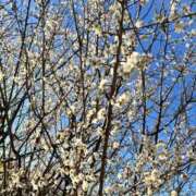 ヒメ日記 2026/02/20 20:53 投稿 吉村ユミ 熊本ピカソ