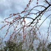 ヒメ日記 2026/02/27 16:36 投稿 吉村ユミ 熊本ピカソ