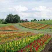 めい★容姿端麗従順な王道清楚★ 出勤再開🌟 S級素人清楚系デリヘル chloe