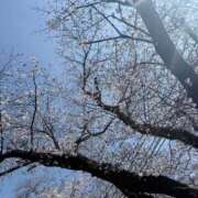 ヒメ日記 2026/03/24 12:51 投稿 めい★容姿端麗従順な王道清楚★ Chloe五反田本店　S級素人清楚系デリヘル