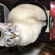 あや まだまだ！ 栃木県デリバリーヘルス　人妻大田原・那須塩原デリヘルクラブ