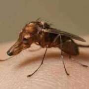 ヒメ日記 2026/04/11 12:13 投稿 あれん クラスメイト