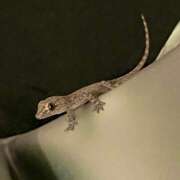 ヒメ日記 2026/02/17 17:58 投稿 あさみ ハピネス＆ドリーム 松山道後温泉