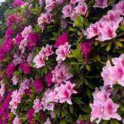 谷口はな みてみて〜🌸 ウルトラハピネス