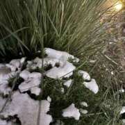 ヒメ日記 2026/02/08 19:18 投稿 千草/ちぐさ 五反田アネージュ（ユメオト）