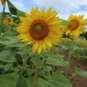 ヒメ日記 2026/03/25 21:00 投稿 千草/ちぐさ 五反田アネージュ（ユメオト）