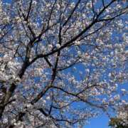 ヒメ日記 2026/04/03 09:12 投稿 楓 モアグループ春日部人妻城