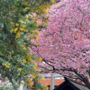 ヒメ日記 2026/03/12 15:28 投稿 アヤ マドンナ(仙台)