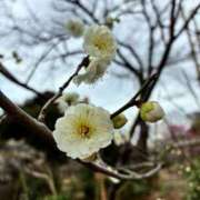 ヒメ日記 2026/02/17 14:14 投稿 まゆみ ミラー