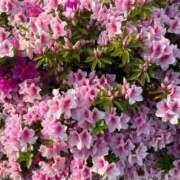 ヒメ日記 2026/04/26 09:12 投稿 まゆみ ミラー