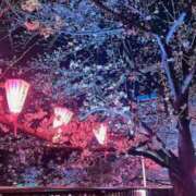 ヒメ日記 2026/03/29 08:09 投稿 せれな 五反田サンキュー