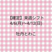 ヒメ日記 2026/04/01 00:45 投稿 牡丹とわこ ワイフコレクション