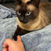 ヒメ日記 2026/02/13 13:35 投稿 かえで シークレットタッチ