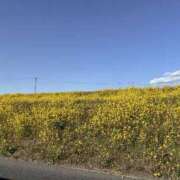 ヒメ日記 2026/03/15 13:25 投稿 かえで シークレットタッチ