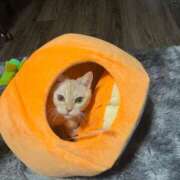 せな 🌟本指名様ごめん〜(¯―¯💧) 新宿クリスタル