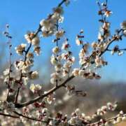 ヒメ日記 2026/02/03 18:31 投稿 やよい あとりえ(ATELIER)