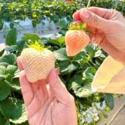 ヒメ日記 2026/02/08 12:01 投稿 やよい あとりえ(ATELIER)