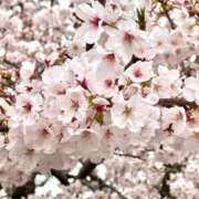 ヒメ日記 2026/04/08 16:00 投稿 やよい あとりえ(ATELIER)