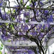 ヒメ日記 2026/04/17 13:30 投稿 やよい あとりえ(ATELIER)