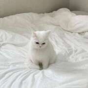 白羽 凛花 4/2 13:00~のおにいさまへ CASA BIANCA（カーサ・ビアンカ）