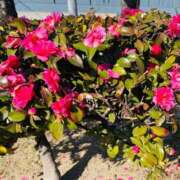 ヒメ日記 2026/02/17 14:57 投稿 みちる 熟女総本店 堺東店