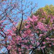 ヒメ日記 2026/03/25 12:00 投稿 みちる 熟女総本店 堺東店