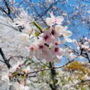 ヒメ日記 2026/04/03 11:56 投稿 みちる 熟女総本店 堺東店