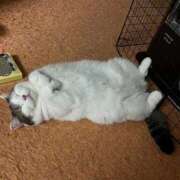 とうか 🈳 吉原ファーストレディ