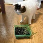 ヒメ日記 2026/06/17 09:16 投稿 とうか 吉原ファーストレディ