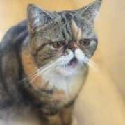 ヒメ日記 2026/02/04 01:17 投稿 みゆう 三つ乱本館