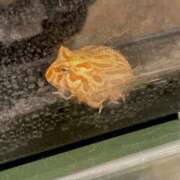 ヒメ日記 2026/03/31 01:37 投稿 みゆう 三つ乱本館