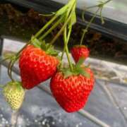 ヒメ日記 2026/02/08 09:44 投稿 かのん 川崎人妻城