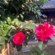 ヒメ日記 2026/02/01 22:16 投稿 花（ハナ） アバンチュール(五反田)