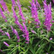 ヒメ日記 2026/02/10 17:46 投稿 花（ハナ） アバンチュール(五反田)