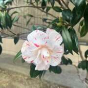 ヒメ日記 2026/03/19 23:31 投稿 花（ハナ） アバンチュール(五反田)