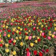 ヒメ日記 2026/04/10 18:16 投稿 花（ハナ） アバンチュール(五反田)