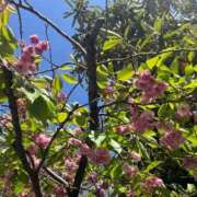 ヒメ日記 2026/04/18 19:16 投稿 花（ハナ） アバンチュール(五反田)