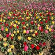 ヒメ日記 2026/04/25 10:16 投稿 花（ハナ） アバンチュール(五反田)