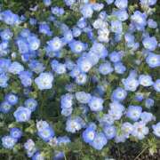ヒメ日記 2026/04/26 19:31 投稿 花（ハナ） アバンチュール(五反田)