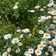 ヒメ日記 2026/05/15 18:16 投稿 花（ハナ） アバンチュール(五反田)