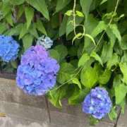ヒメ日記 2026/06/12 23:46 投稿 花（ハナ） アバンチュール(五反田)