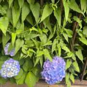 ヒメ日記 2026/06/13 12:16 投稿 花（ハナ） アバンチュール(五反田)
