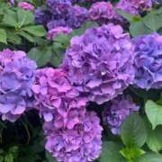 ヒメ日記 2026/07/04 20:16 投稿 花（ハナ） アバンチュール(五反田)