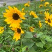 ヒメ日記 2026/09/04 18:16 投稿 花（ハナ） アバンチュール(五反田)